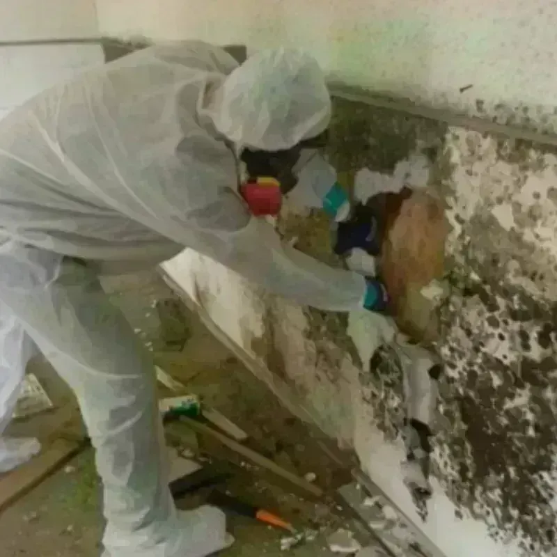 Mold Remediation and Removal in Magnolia, TX